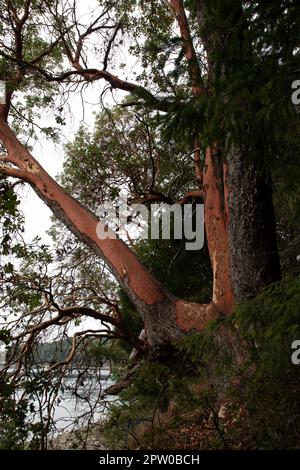 Primo piano di un albero di arbutus con acqua sul retro di una piccola isola, Russell Island, British Columbia, Canada Foto Stock