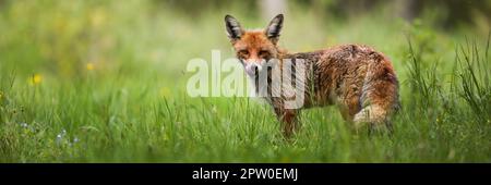 Volpe rossa, vulpi volpi, osservanti su praterie fresche con spazio per il testo. Predatore d'arancia che lecca la bocca sul prato. Mammifero selvatico in piedi su wilde verde Foto Stock