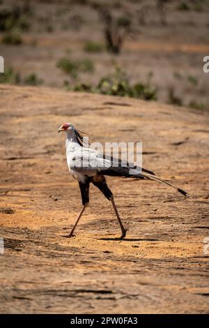 L'uccello del segretario cammina attraverso la roccia al sole Foto Stock