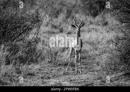 Mono gerenuk sta guardando la telecamera tra cespugli Foto Stock