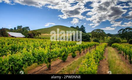 Alba nella regione del vino con un albero di quercia sulla destra. Le erbe sono sul lato. Foto Stock