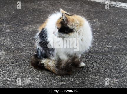 Gatto multicolore seduto sull'asfalto Foto Stock