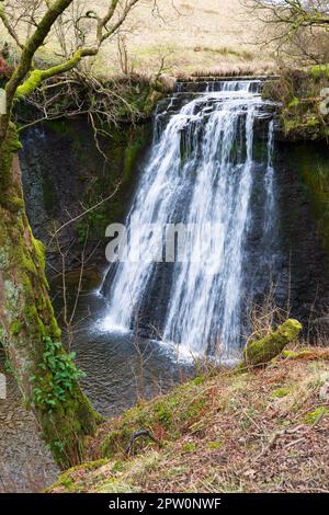 Aysgill Force, Gayle Beck, Wensleydale, North Yorkshire Foto Stock