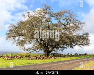 Alba nella regione del vino con un albero di quercia sulla destra. Le erbe sono sul lato. Foto Stock