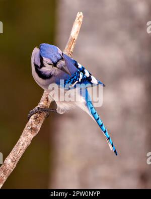 Vista ravvicinata di Blue Jay appollaiata e rivolta verso il suolo con uno sfondo sfocato e morbido nel suo ambiente e con un piumaggio di piume blu. Foto Stock