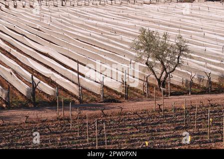 Righe di potatura di vigneti protetti sotto bianco antihail netting nella provincia di Mendoza, Argentina. Foto Stock