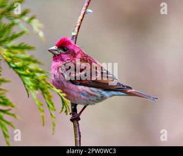 Porpora Finch maschio primo piano vista laterale, arroccato su un ramo di germogli di albero e che mostra piumaggio di colore rosso con un fondo marrone sfocato morbido. Finch Picture (Finch Picture) Foto Stock