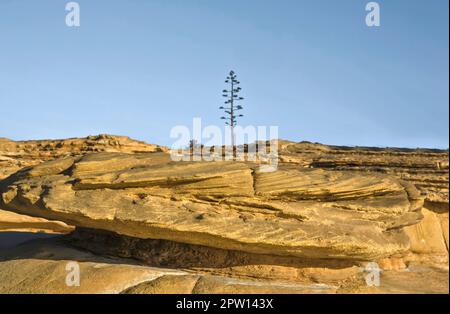 La luce dell'alba bagna la superficie erosa delle scogliere di Cama de Vaca, quartiere di Faro, Lagos, Portogallo Foto Stock