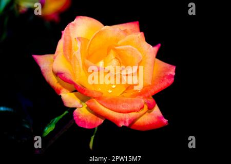 Rosa color pesca luminoso e romantico con petali arancioni e rossi Foto Stock
