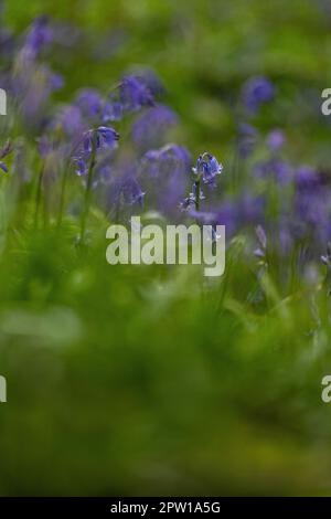 Un isolato campanile in luce oscura, foresta di campanile Hyacinthoides non-scripta Foto Stock