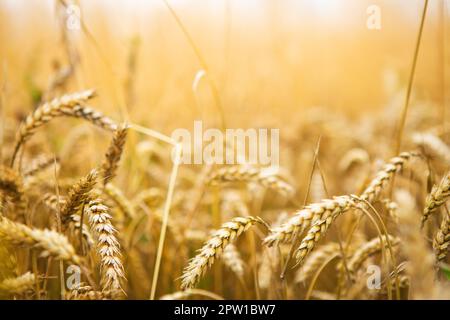 Un grande campo di grano molto bello. Giorno estivo soleggiato, paesaggi rurali sotto la luce del sole Foto Stock