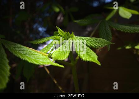 Foglia di castagno di cavallo, fresca crescita primaverile con vignettatura. Foto Stock