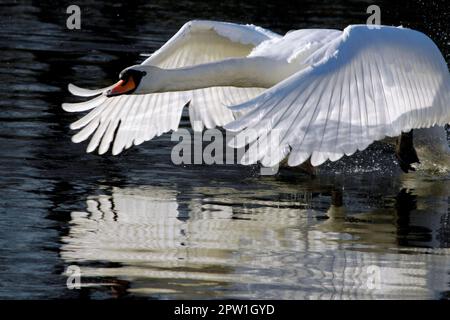 Nella fase di decollo, un cigno bianco sorvola strettamente la superficie dell'acqua di un lago Foto Stock