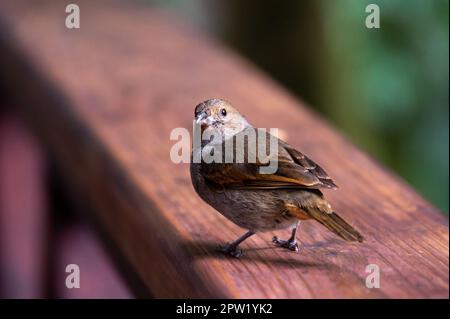 Un uccello siede su una ringhiera di legno Foto Stock