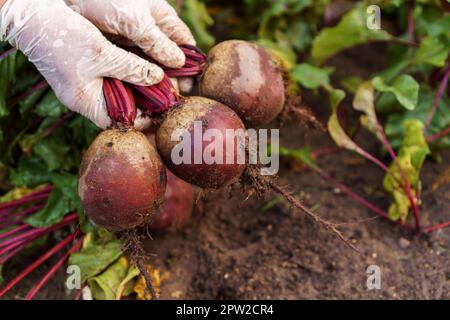 Vista dall'alto di un uomo irriconoscibile che indossa guanti monouso bianchi che tengono scopare un mazzo di barbabietole mature dal letto del giardino in un orto. H Foto Stock