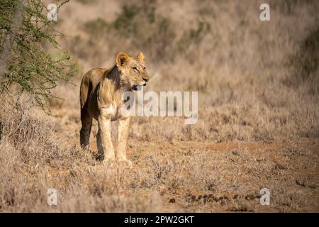 Il leone giovane maschio sta fissando accanto al cespuglio Foto Stock