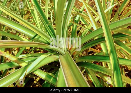 Primo piano di vista di verdeggiante pandanus veitchii steli e foglie che crescono in un campo vuoto a Oahu, Hawaii negli Stati Uniti d'America. Varietà di viti nuove Foto Stock