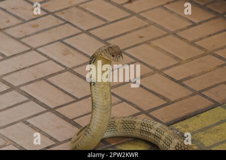 Re cobra sta alzando la testa. Il re cobra è il serpente velenoso più lungo del mondo. Foto Stock
