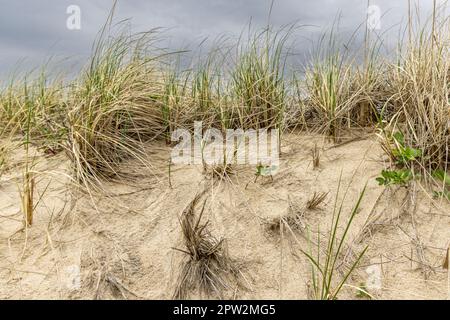 immagine dettagliata dell'erba della spiaggia su una duna di amagansett Foto Stock