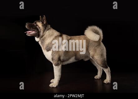 American Akita giovane cane in piedi lateralmente in piena crescita Foto Stock