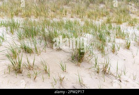 immagine dettagliata dell'erba della spiaggia su una duna di amagansett Foto Stock