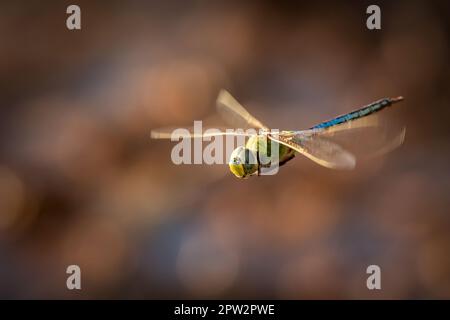 Darner Verde comune (Anax junius) in volo Foto Stock