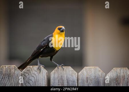 Blackbird dal capo giallo appollaiato su una recinzione sul cortile Foto Stock