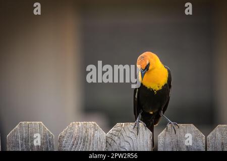 Blackbird dal capo giallo appollaiato su una recinzione sul cortile Foto Stock