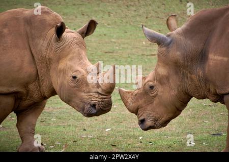 Due rinoceronti che si affrontano testa a testa. Erba, corno dettaglio, testa, rabbia, sfida, potenza Foto Stock