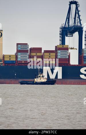 Rimorchiatore Svitzer Kent sulle funzioni operative a Harwich Harbour che assiste una nave portacontainer. Foto Stock