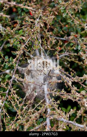 Un'infestazione del bruco di falena di coda marrone. Foto Stock