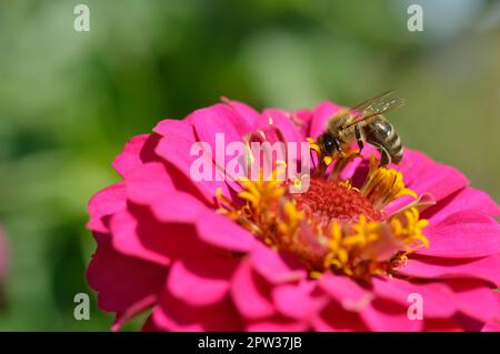 Ape su un rosa elegante fiore di zinnia, primo piano, macro, grande fiore rosa, ape impollinante e alimentare. Foto Stock