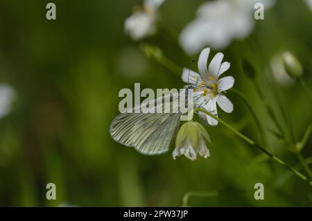 Farfalla bianco di legno su un più grande punto wort fiore bianco in macro natura primo piano, sfondo naturale verde. Foto Stock