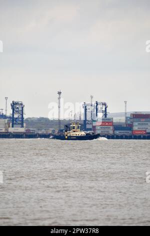 Rimorchiatore Svitzer Sky sulle attività operative a Harwich Harbour per assistere una nave portacontainer. Foto Stock