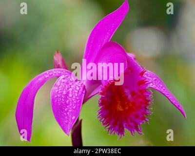 Fiore rosa dell'ibrido frost tenero orchidea, Pleione Stromboli 'palla di fuoco' (pleionoides x bulbocodiodi) Foto Stock