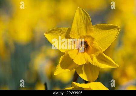 Un narciso giallo brillante cresce in un campo di narcisi in primavera. Foto Stock