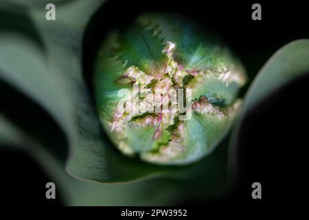 Primo piano del germoglio di un tulipano ancora chiuso dall'alto. Il bocciolo verde è incorniciato da petali di tulipano verde. Lo sfondo è nero. Foto Stock