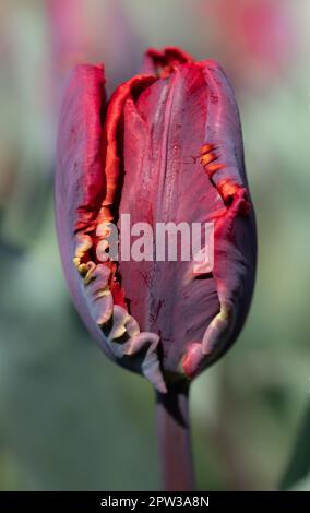 Primo piano della fioritura di un tulipano rosso. Lo sfondo è verde. Il fiore è ancora chiuso. Foto Stock