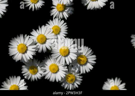 Molte piccole margherite sono fotografate dall'alto. Lo sfondo è nero. I fiori crescono vicini ma non sono disposti. Foto Stock