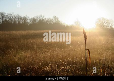 Alba dietro lo stalk di Sorghum al Missouri Conservation Area Field a Cross Timbers, Missouri Foto Stock