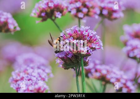 L'ape su Verbena è in fiore e bella nella stagione piovosa. Foto Stock