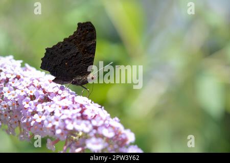 Aglais io, il lato inferiore europeo della farfalla di pavone, le ali chiuse su un fiore rosa da vicino. Marrone farfalla sfondo naturale. Foto Stock