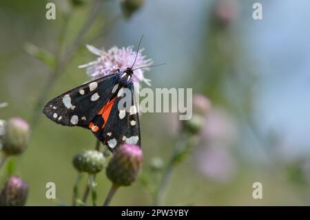 La tigre scarlatto si stira su un fiore viola o su una pianta porpora spiritosa. Farfalla colorata rossa e nera, cielo sullo sfondo. Foto Stock