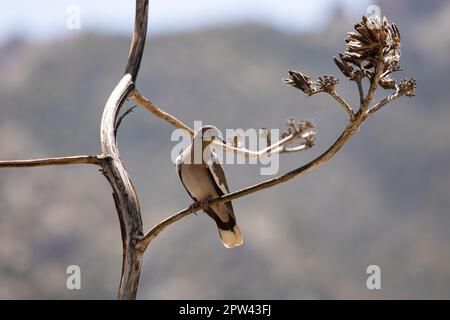 Bella colomba bianca alata arroccata su fusto di fiori di agave essiccati nell'alto deserto dell'Arizona meridionale nella contea di Cochise Foto Stock