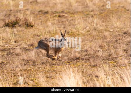 Wangerooge, Germania. 14th Apr, 2023. 14.04.2023, Wangerooge. Una lepre bruna (Lepus europaeus) corre nelle dune dell'isola di Wangerooge, nel Mare del Nord. Credit: Wolfram Steinberg/dpa Credit: Wolfram Steinberg/dpa/Alamy Live News Foto Stock