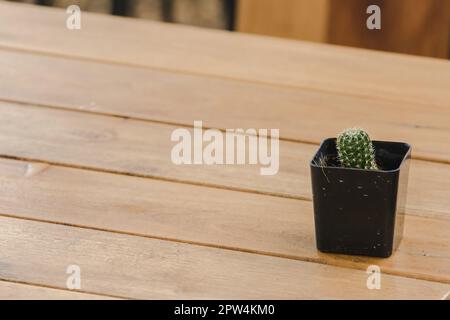 Cactus in pentole posto su un tavolo di legno Foto Stock