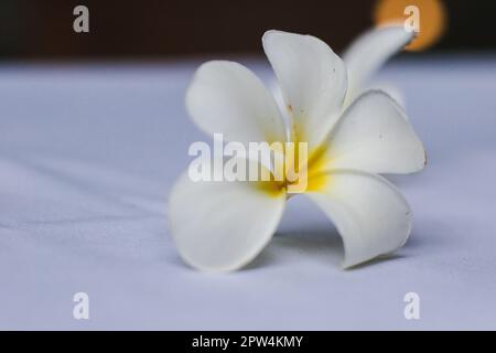 Plumeria fiori bianchi posati su un tessuto bianco Foto Stock
