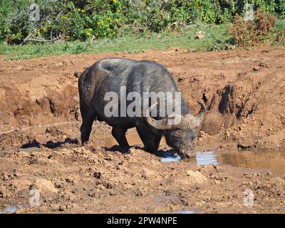 Bufalo africano (syncerus caffer) bere in una buca d'acqua nel Parco Nazionale degli Elefanti di Addo, Sudafrica Foto Stock