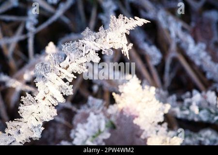 I cristalli di ghiaccio si sono formati su lame di erba e si sono congelati in tutte le direzioni. Sono emerse forme strutturalmente ricche e bizzarre. Scatto invernale da Brandeburgo Foto Stock