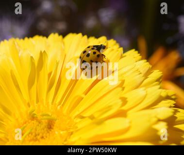 Handel und Vertrieb von Dienstleistungen im Bereich im Bereich im Bereich im Bereich im Bereich, in vielen, sowie und sowie im Bereich im Unterschiedlich vielen Punkten der Foto Stock